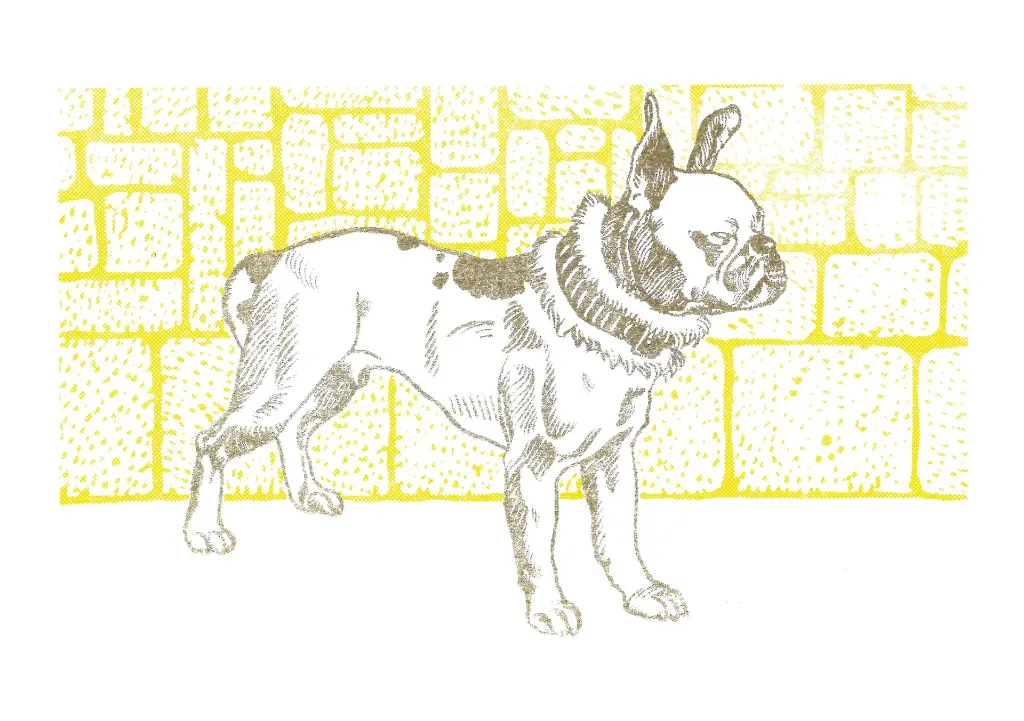 Gold-jaune.webp