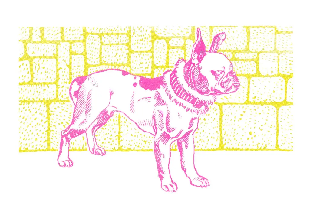 Rose-jaune.webp