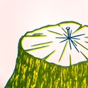 Cosmos